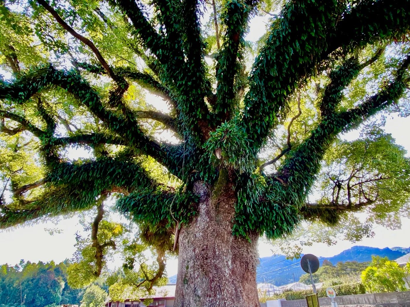 ⛩️ 이부스키 신사(이부스키 진자)